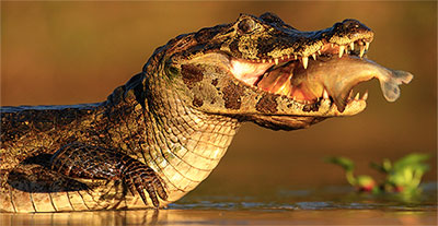 croc eating fish