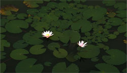 pond with flower 640x480
