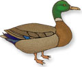 mallard duck standing