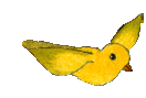 little yellow bird flying animation