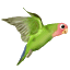green bird animated