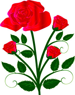 red roses and buds