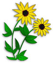yellow daisy, Black-Eyed Susan - yellow flowers with green leaves