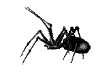 animated spider black