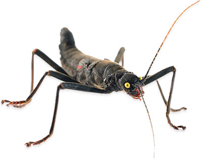 black stick insect