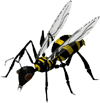wasp clipart image