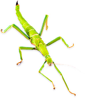 green stick bug